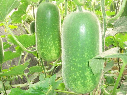 娱乐吃瓜封面图片高清,娱乐吃瓜封面背后的秘密大揭秘