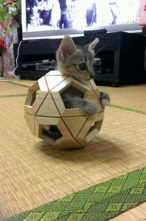 娱乐吃瓜酱猫叫喵喵喵