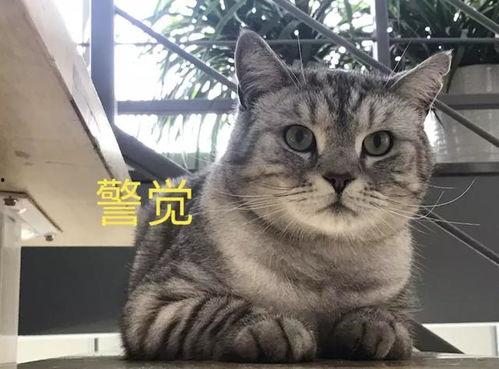 娱乐吃瓜酱猫叫喵喵喵