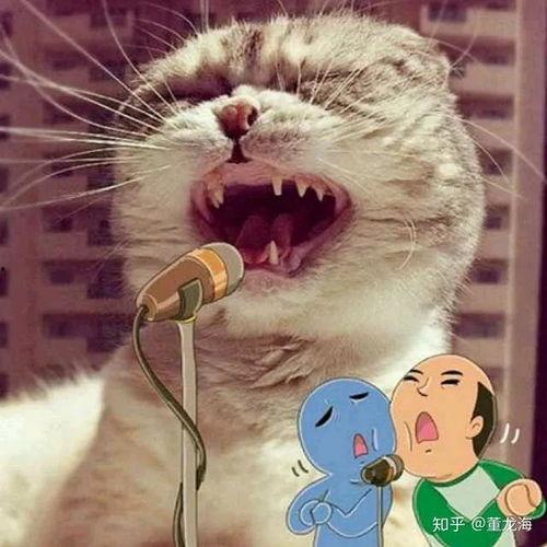 娱乐吃瓜酱猫叫喵喵喵