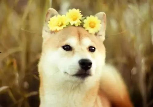 娱乐吃瓜酱拍照小狗狗,娱乐吃瓜酱与小狗狗的甜蜜互动