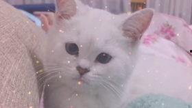 娱乐吃瓜酱讲小鱼,小鱼背后的故事与真相