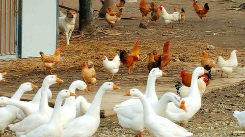 八鹅吃瓜菌娱乐圈